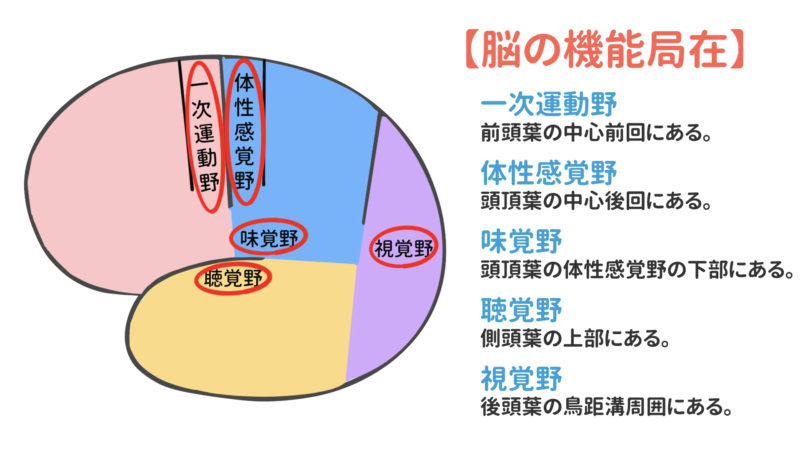 大脳皮質の脳機能図